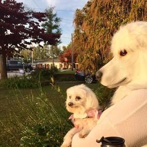 Meet your Posher, Wallis